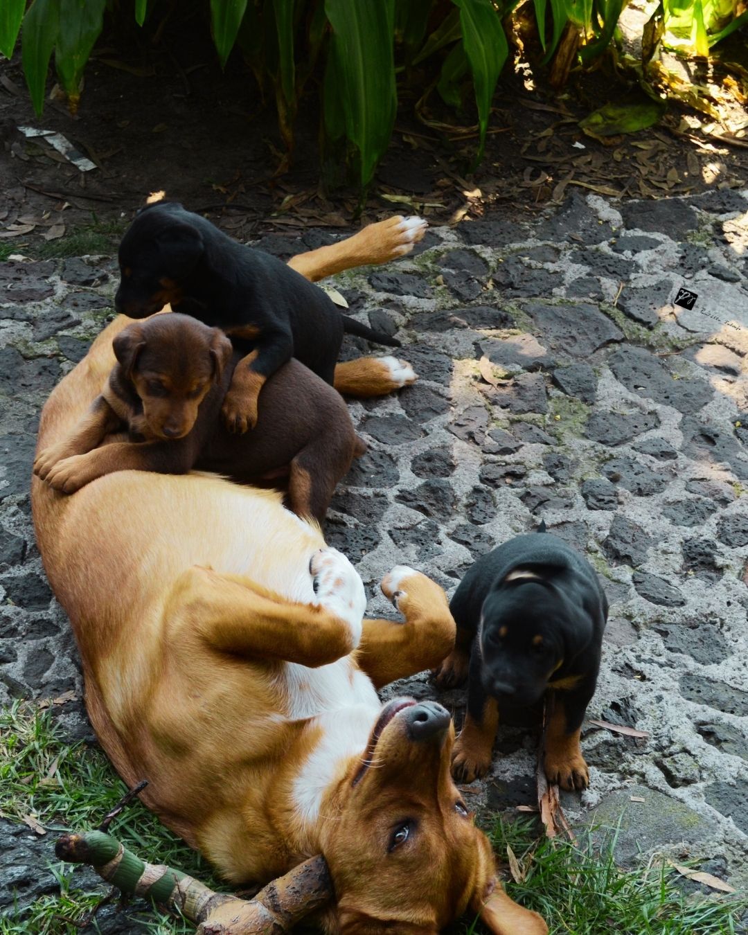 Contra la inseguridad